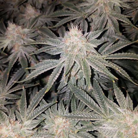 White Widow 3rd grow 2nd generation left plant  growlog timeline photo