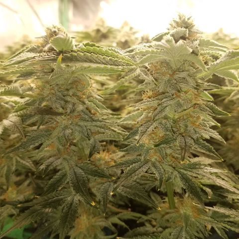 White Widow 3rd grow 2nd generation left plant  growlog timeline photo
