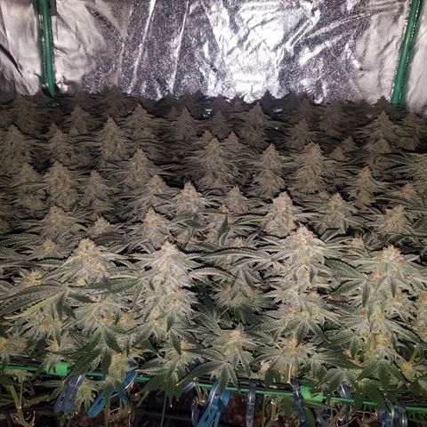 White Widow 3rd grow 2nd generation left plant  growlog timeline photo
