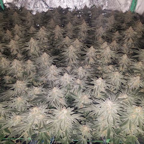 White Widow 3rd grow 2nd generation left plant  growlog timeline photo