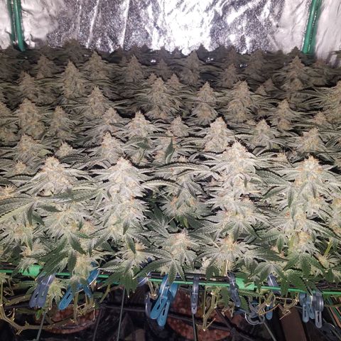 White Widow 3rd grow 2nd generation left plant  growlog timeline photo