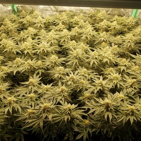 White Widow 3rd grow 2nd generation left plant  growlog timeline photo