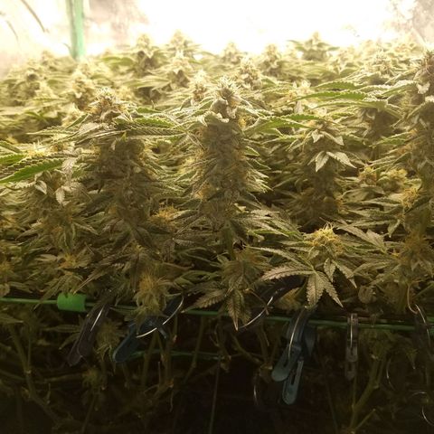 White Widow 3rd grow 2nd generation left plant  growlog timeline photo