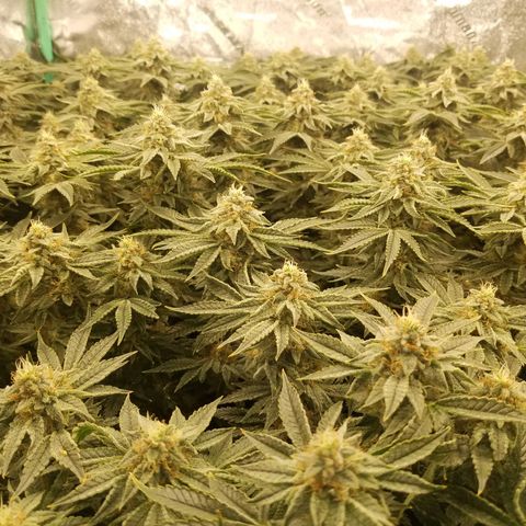 White Widow 3rd grow 2nd generation left plant  growlog timeline photo