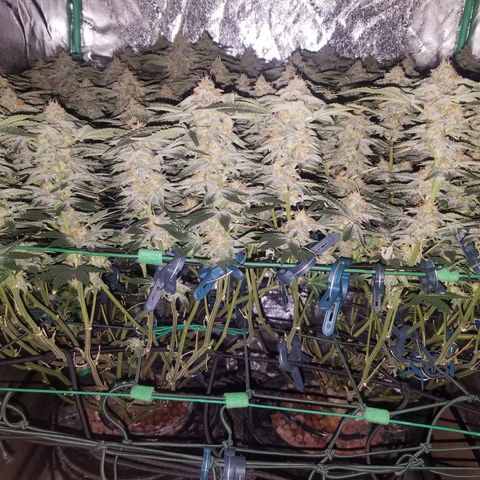 White Widow 3rd grow 2nd generation left plant  growlog timeline photo