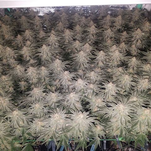 White Widow 3rd grow 2nd generation left plant  growlog timeline photo