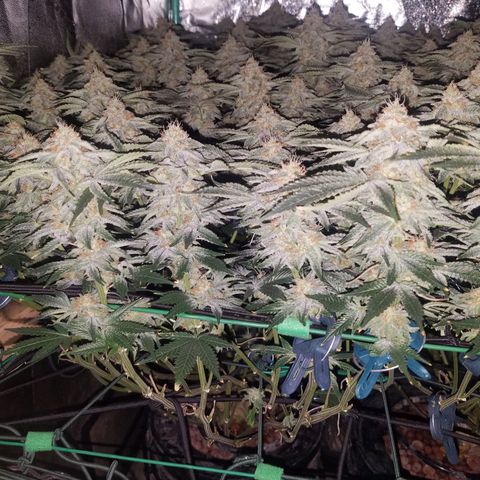 White Widow 3rd grow 2nd generation left plant  growlog timeline photo