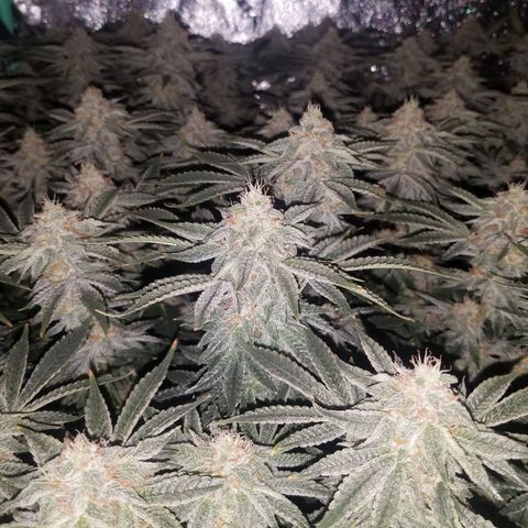 White Widow 3rd grow 2nd generation left plant  growlog timeline photo