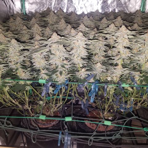 White Widow 3rd grow 2nd generation left plant  growlog timeline photo