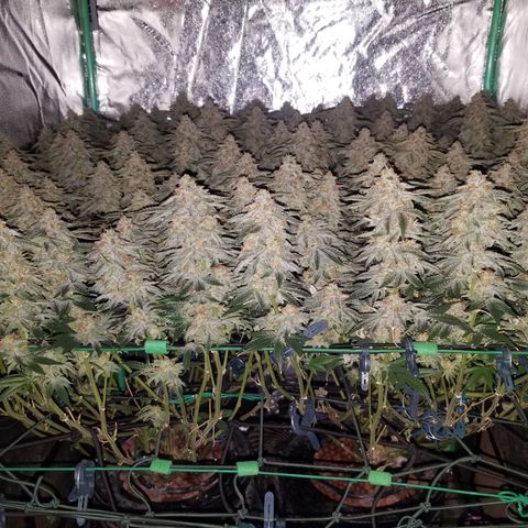 White Widow 3rd grow 2nd generation left plant  growlog timeline photo