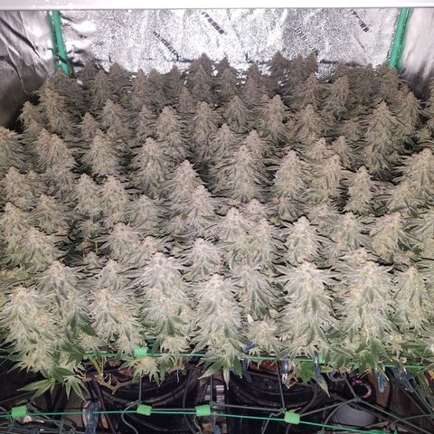 White Widow 3rd grow 2nd generation left plant  growlog timeline photo