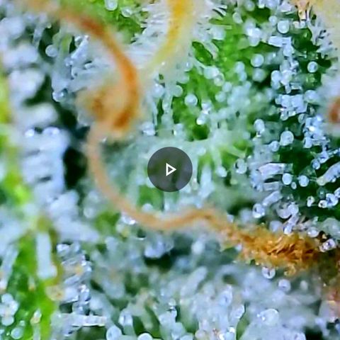 White Widow 3rd grow 2nd generation left plant  growlog timeline photo