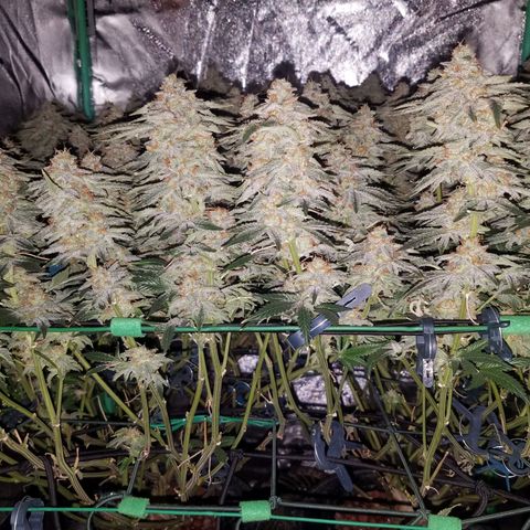 White Widow 3rd grow 2nd generation left plant  growlog timeline photo