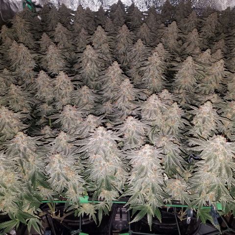 White Widow 3rd grow 2nd generation left plant  growlog timeline photo