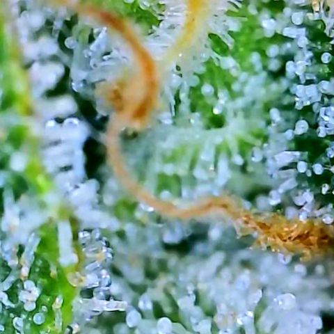 White Widow 3rd grow 2nd generation left plant  growlog timeline photo