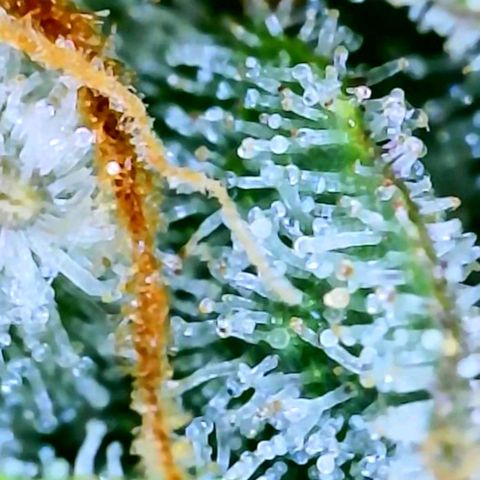 White Widow 3rd grow 2nd generation left plant  growlog timeline photo