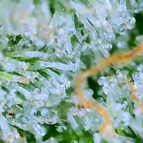 White Widow 3rd grow 2nd generation left plant  growlog timeline photo