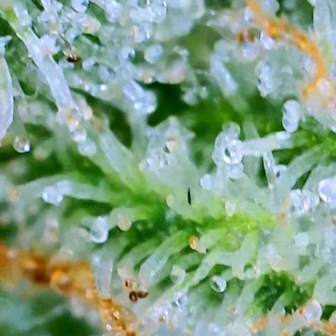 White Widow 3rd grow 2nd generation left plant  growlog timeline photo
