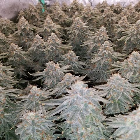White Widow 3rd grow 2nd generation left plant  growlog photo: Harvested