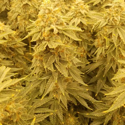 White Widow 3rd grow 2nd generation left plant  growlog photo: Harvested