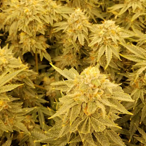 White Widow 3rd grow 2nd generation left plant  growlog photo: Harvested