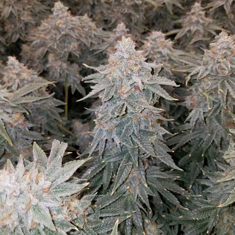 White Widow 3rd grow 2nd generation left plant  growlog photo: Harvested