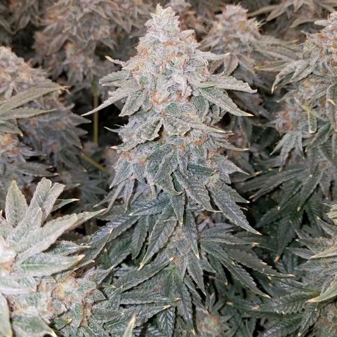 White Widow 3rd grow 2nd generation left plant  growlog photo: Harvested