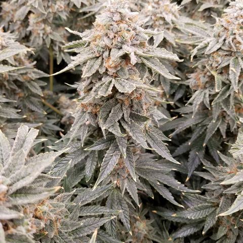 White Widow 3rd grow 2nd generation left plant  growlog photo: Harvested