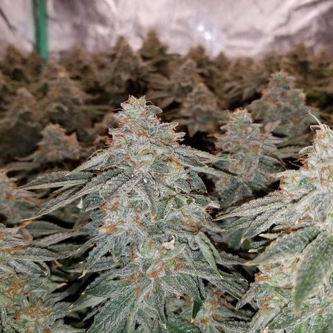 White Widow 3rd grow 2nd generation left plant  growlog photo: Harvested