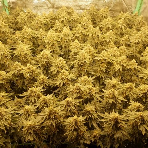 White Widow 3rd grow 2nd generation left plant  growlog photo: Harvested