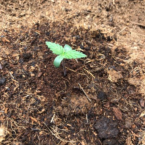 Pineapple Express Auto growlog photo