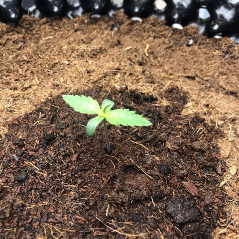 Pineapple Express Auto growlog photo