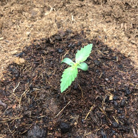 Pineapple Express Auto growlog photo