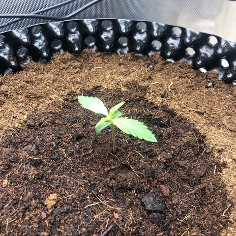Pineapple Express Auto growlog timeline photo