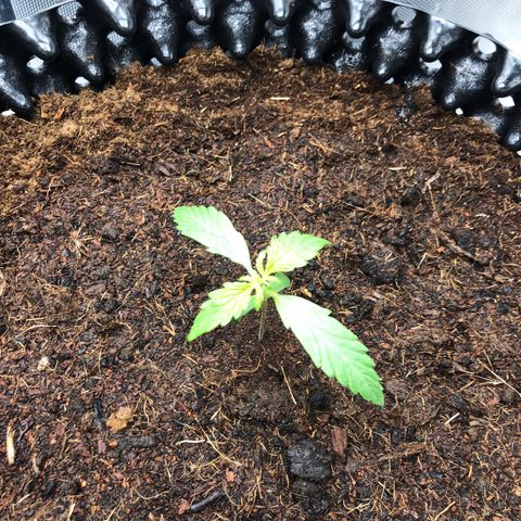 Pineapple Express Auto growlog timeline photo