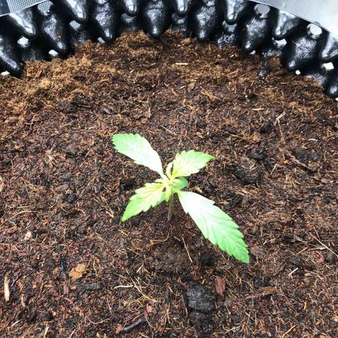 Pineapple Express Auto growlog timeline photo