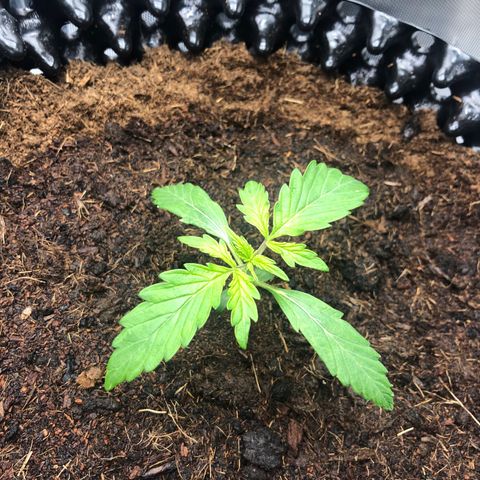 Pineapple Express Auto growlog timeline photo