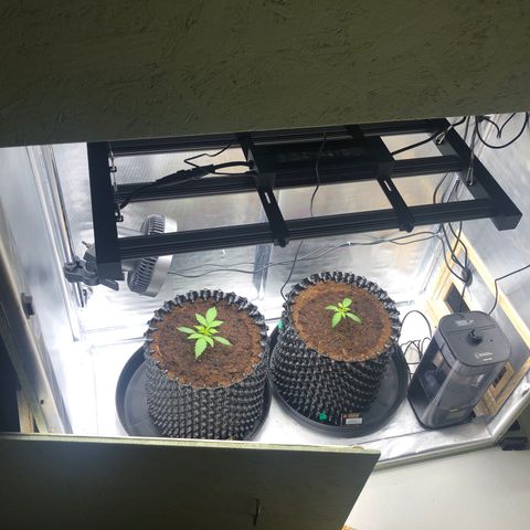 Pineapple Express Auto growlog timeline photo