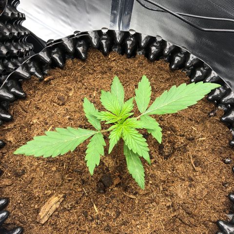 Pineapple Express Auto growlog timeline photo