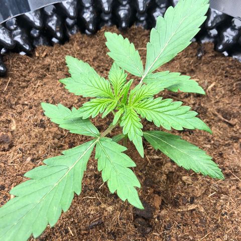 Pineapple Express Auto growlog timeline photo