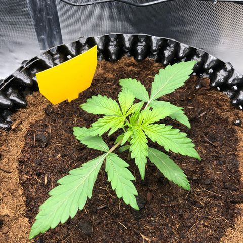 Pineapple Express Auto growlog timeline photo