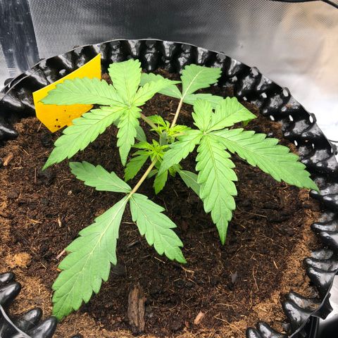 Pineapple Express Auto growlog timeline photo