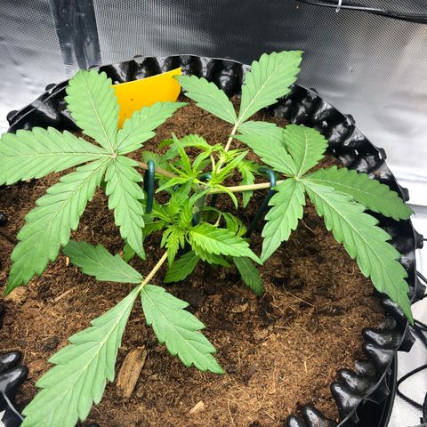 Pineapple Express Auto growlog timeline photo