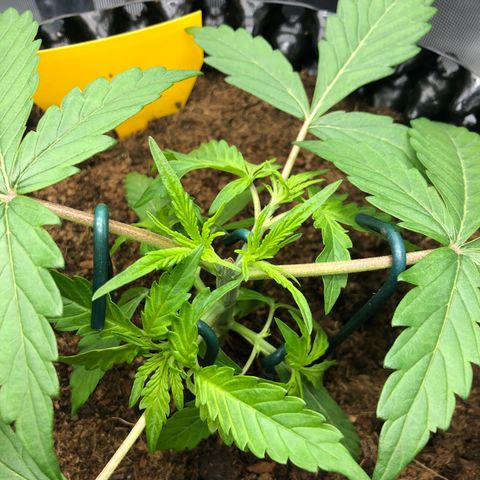 Pineapple Express Auto growlog timeline photo
