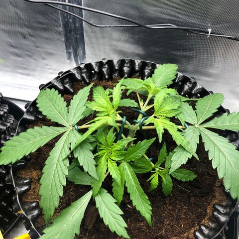 Pineapple Express Auto growlog timeline photo