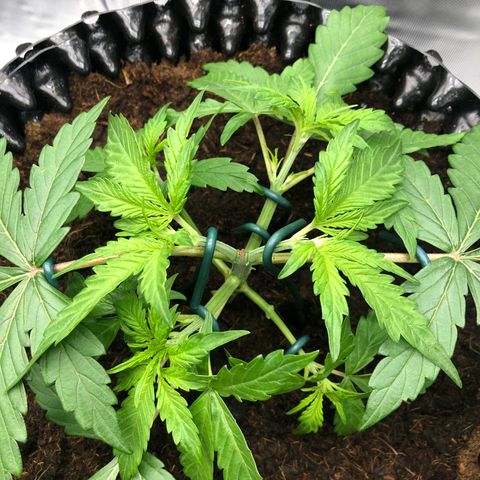 Pineapple Express Auto growlog timeline photo