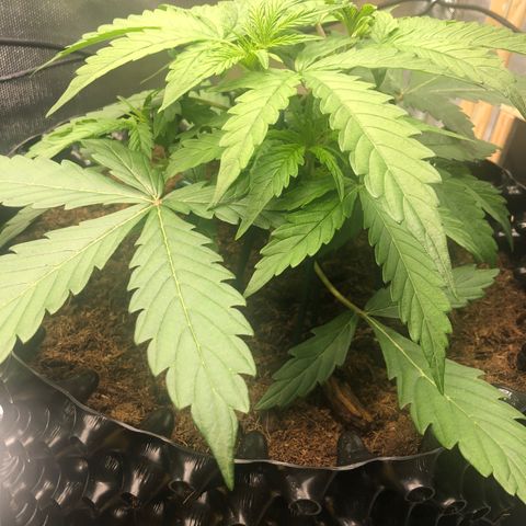 Pineapple Express Auto growlog timeline photo