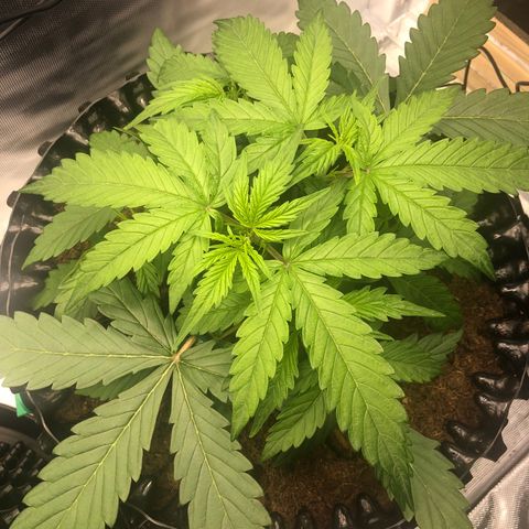 Pineapple Express Auto growlog timeline photo