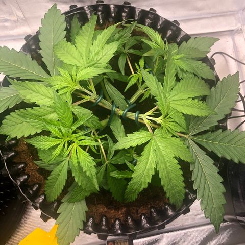 Pineapple Express Auto growlog timeline photo