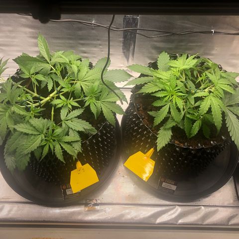 Pineapple Express Auto growlog timeline photo